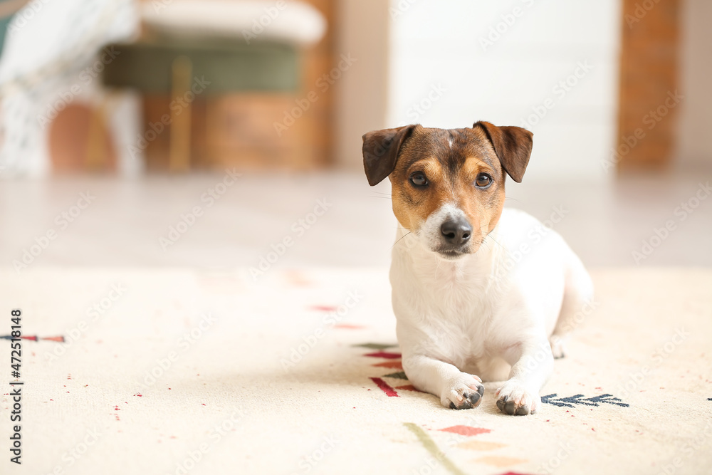 Cute funny dog lying on soft carpet at home