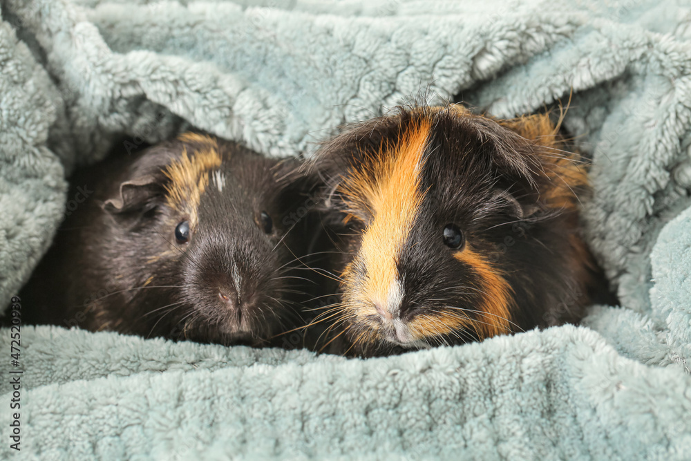 Cute guinea pigs on woolen blanket