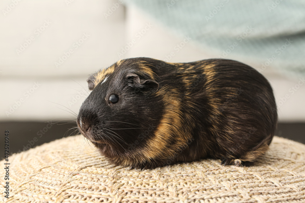 Cute guinea pig on knitted ottoman in room