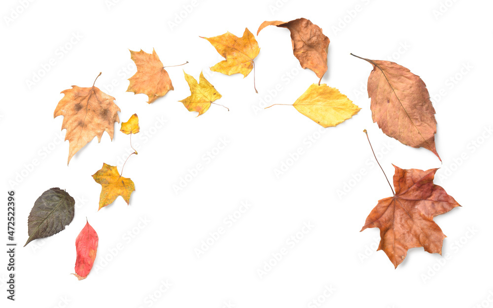 Composition with dried autumn leaves on white background