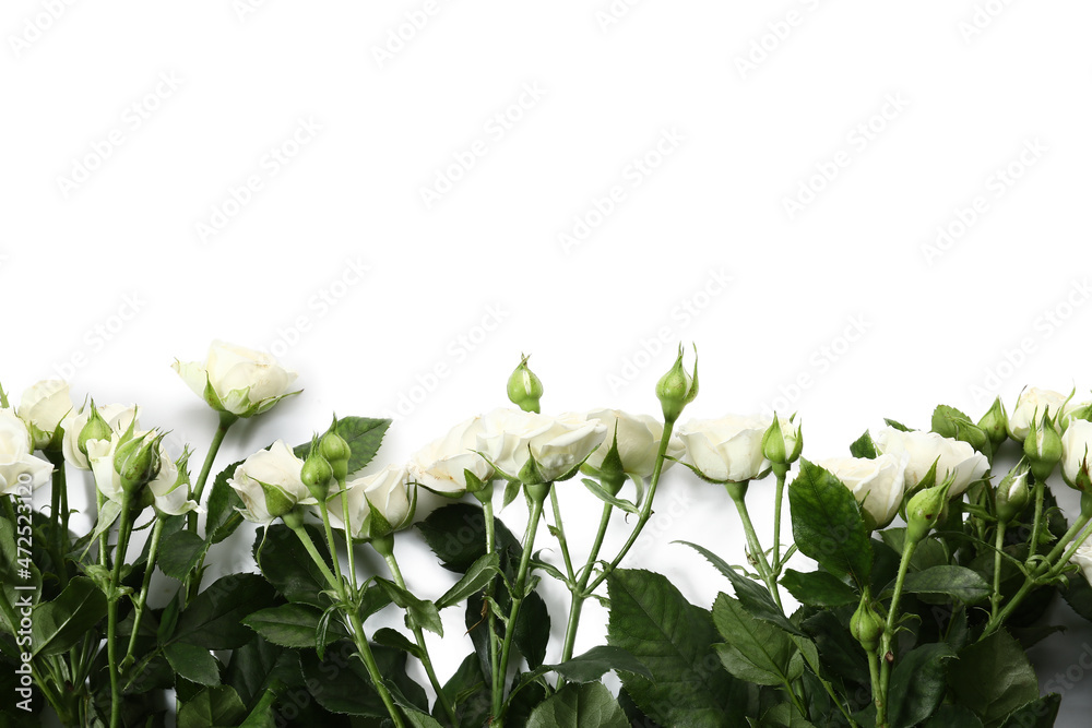 Beautiful blooming roses on white background