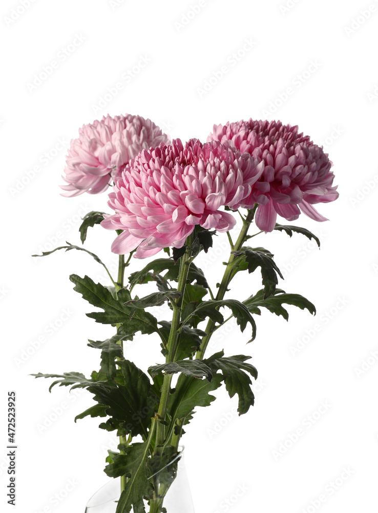 Three chrysanthemum flowers on white background, closeup