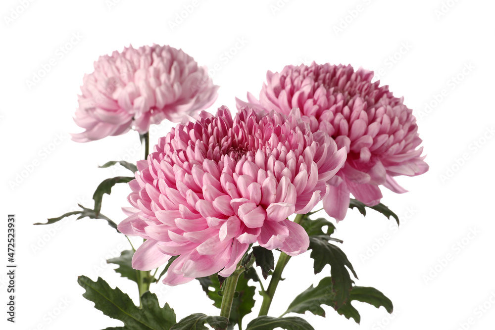 Fresh chrysanthemum flowers on white background, closeup