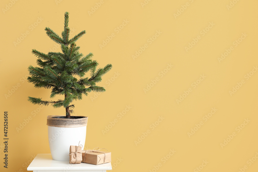 Beautiful Christmas tree in pot and gift boxes on table near yellow wall