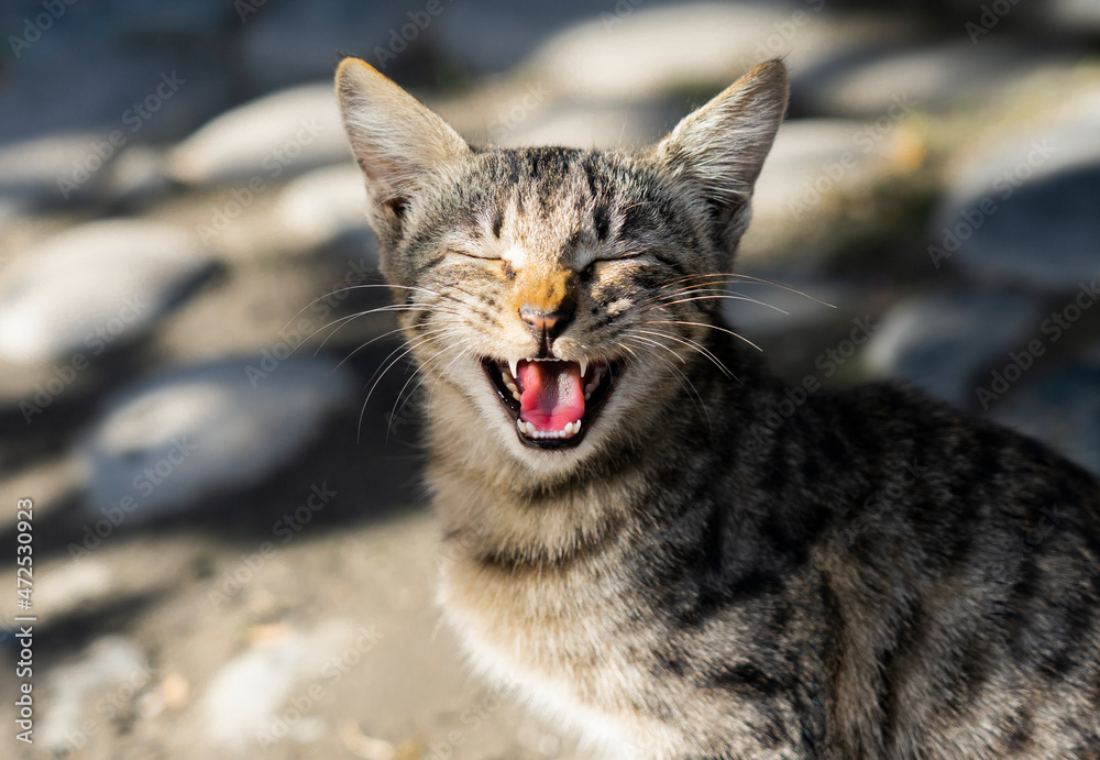 可爱的孤独流浪猫张大嘴巴打哈欠