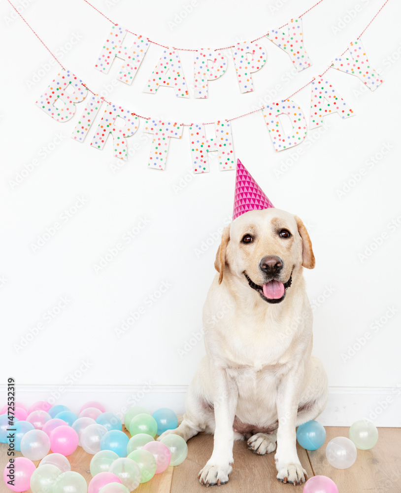 生日派对上戴派对帽子的可爱拉布拉多寻回犬