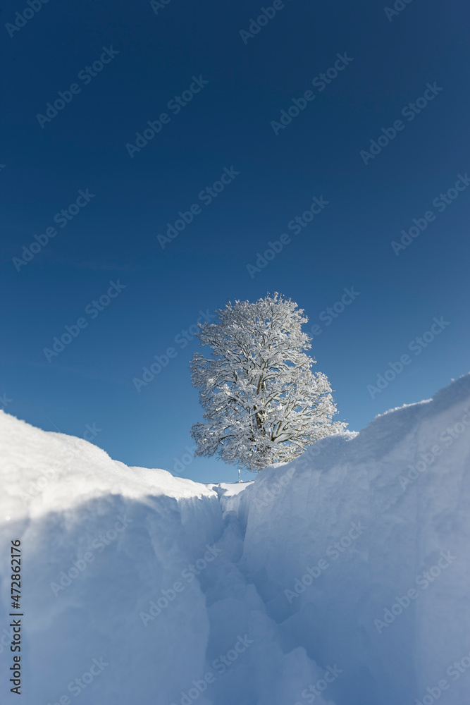 Tief verschneiter Fußweg zu einem Baum auf einem Hügel