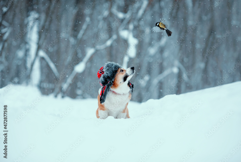 戴着带耳罩帽子的滑稽柯基犬坐在雪地里，看着一只飞翔的山雀