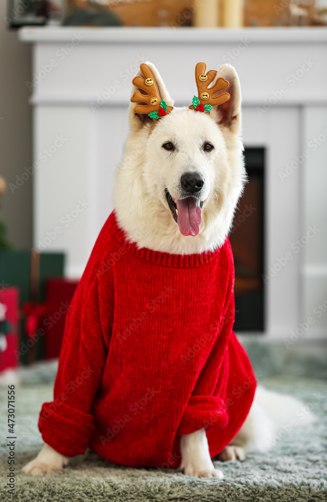 Cute dog in sweater at home on Christmas eve