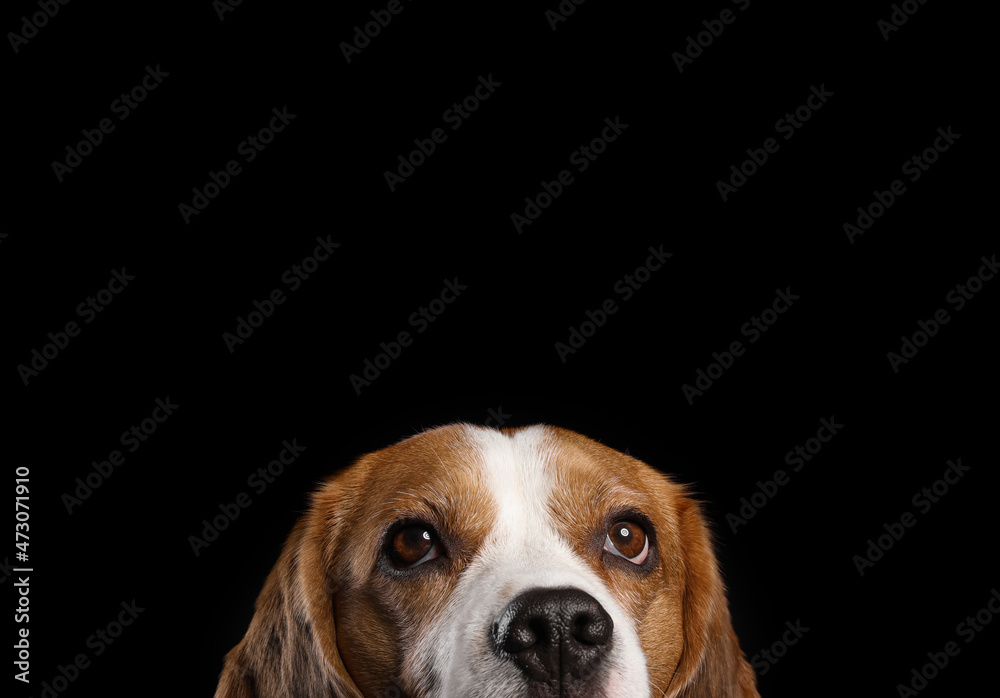 Funny Beagle dog on black background