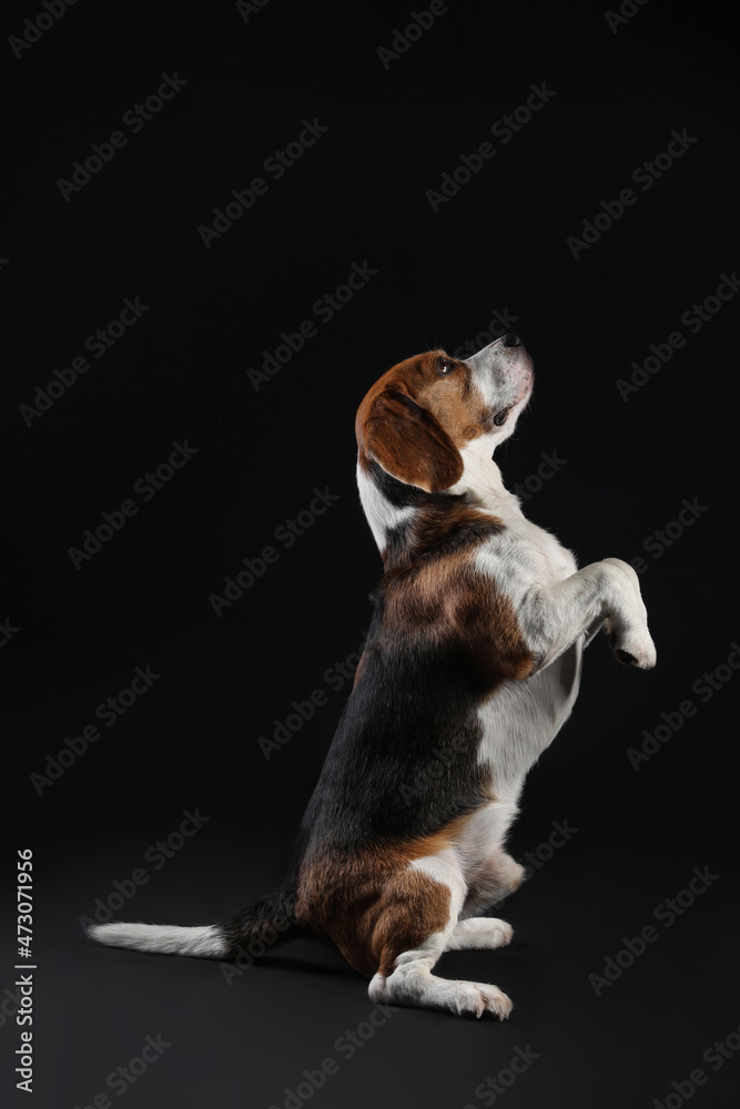 Funny Beagle dog on black background