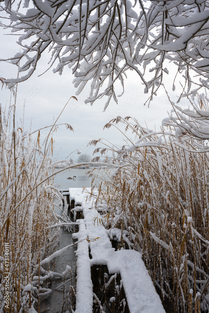 日出时，独一只天鹅在冬季湖水中游泳。被雪和霜冻覆盖的木码头