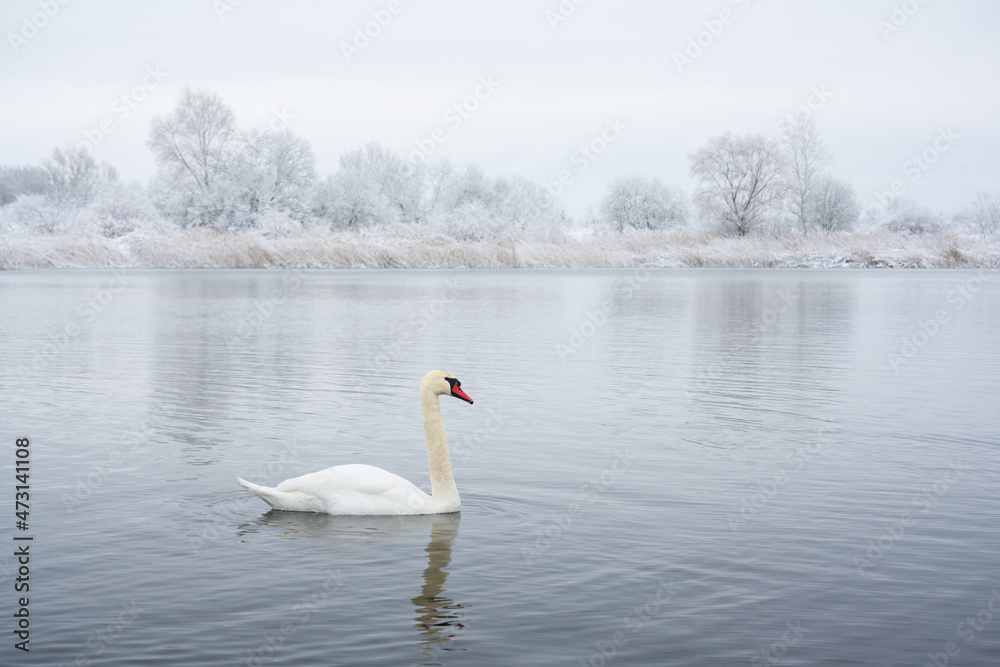 日出时，独自一只白天鹅在冬季湖水中游泳。背景是结霜的白雪树。安