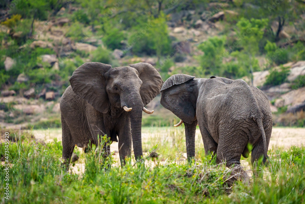 非洲丛林象或非洲稀树草原象（Loxodonta africana）公牛相互挑战。