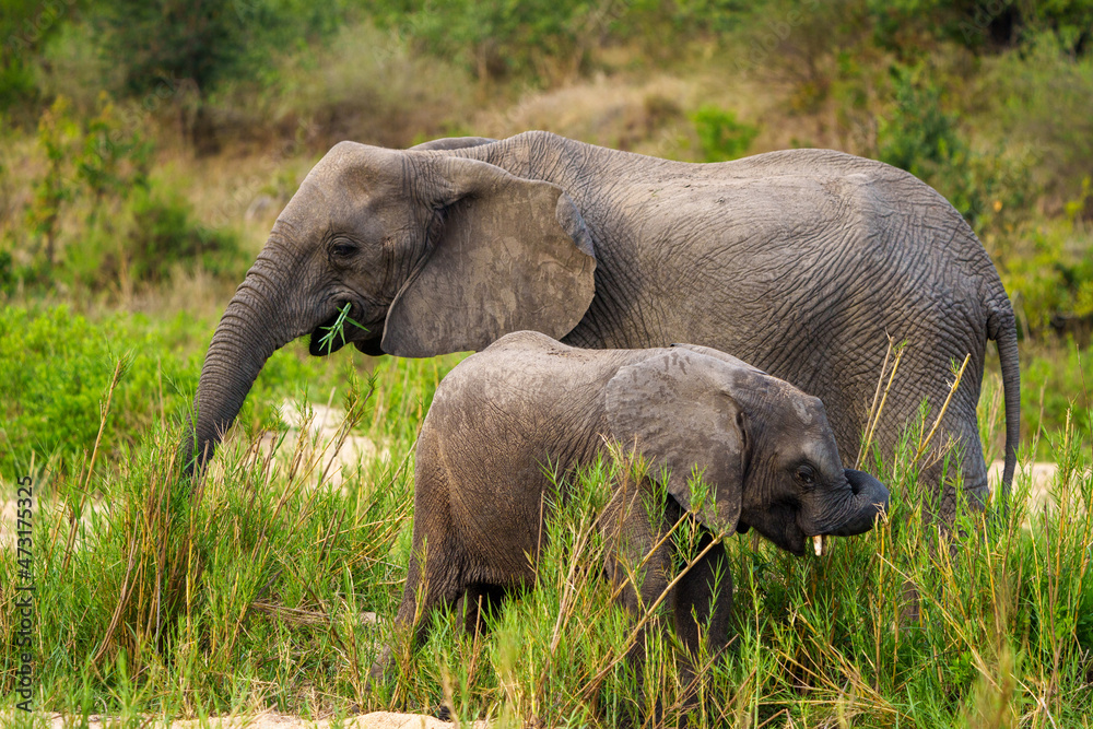 图像编号A1R420088。非洲灌木象或非洲草原象（Loxodonta africana）牛