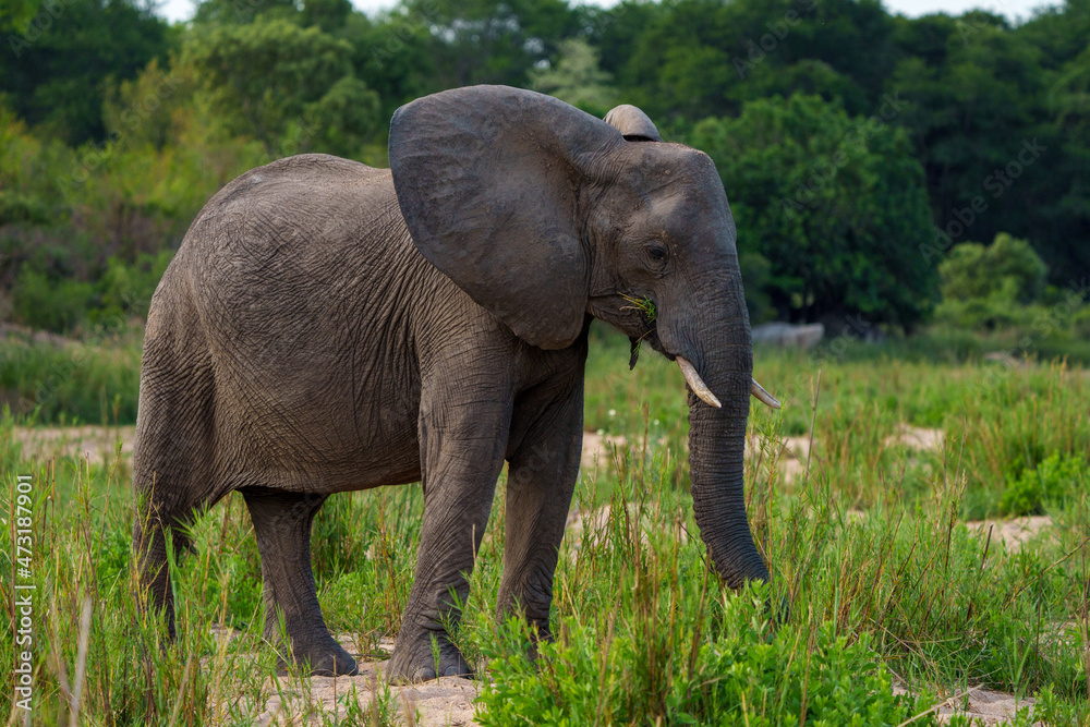 非洲丛林象或非洲稀树草原象（Loxodonta africana）觅食。南非普马兰加