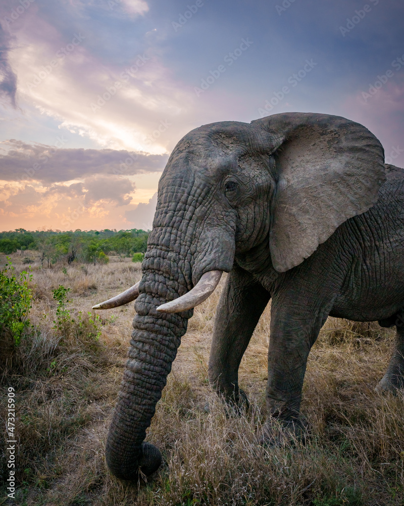 非洲丛林象或非洲稀树草原象（Loxodonta africana）带美丽云朵的公牛