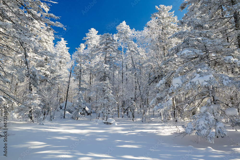 The beautiful forests covered with snow in Laolikehu scenic spot Helong city Jilin province, China.