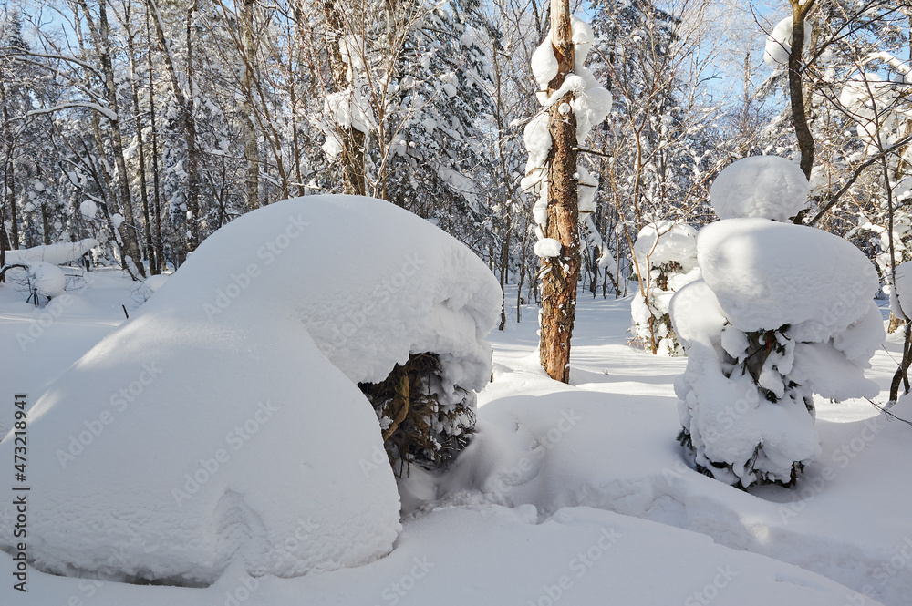 中国吉林省和龙市老沥湖风景区美丽的森林被雪覆盖。