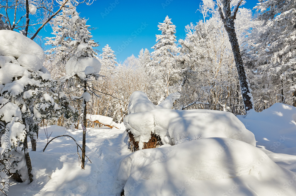 中国吉林省和龙市老沥湖风景区美丽的森林被雪覆盖。