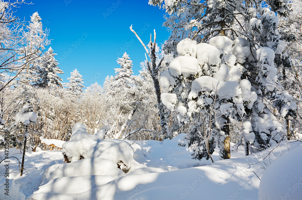 中国吉林省和龙市老沥湖风景区美丽的森林被雪覆盖。