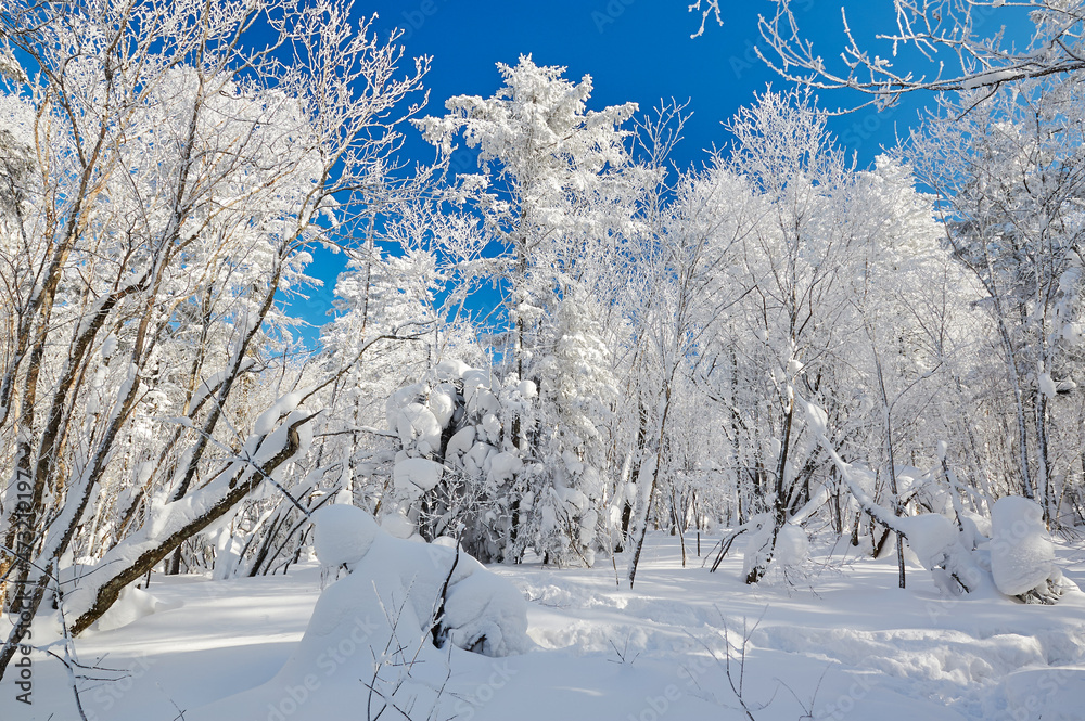 中国吉林省和龙市老沥湖风景区美丽的森林被雪覆盖。