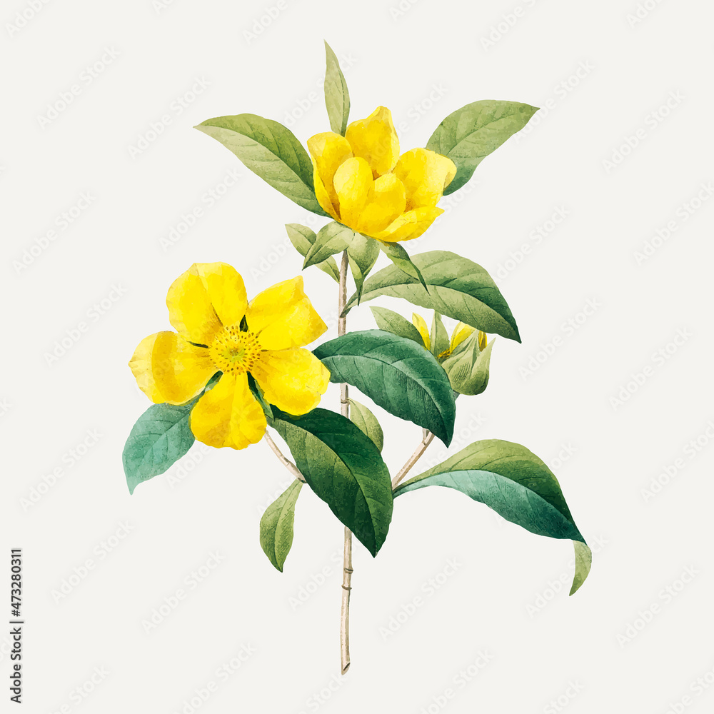 Golden guinea vine botanical vector, remixed from artworks by Pierre-Joseph Redouté