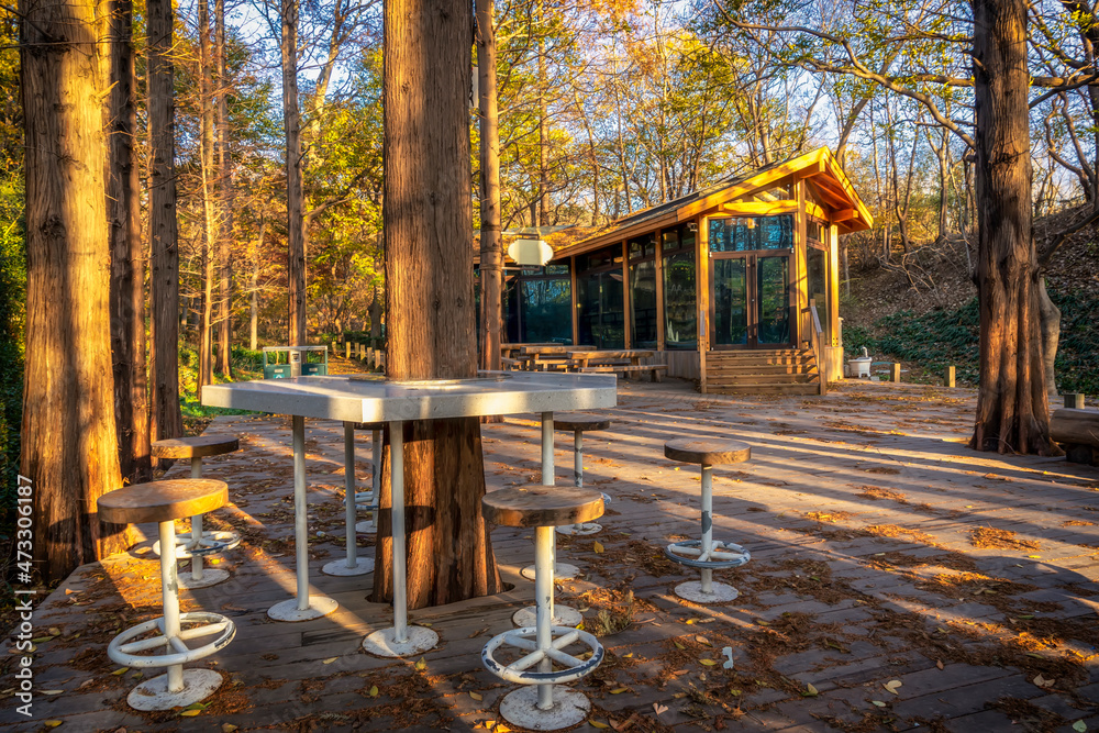 阳光下的公园小屋和树林风景