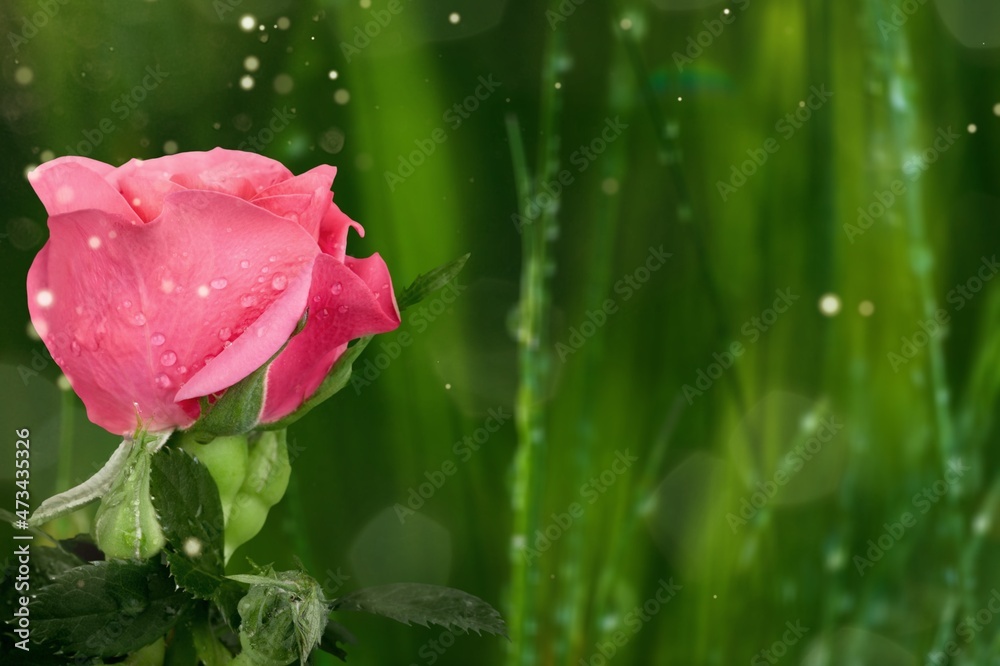 Colored fresh rose on a dark green background.