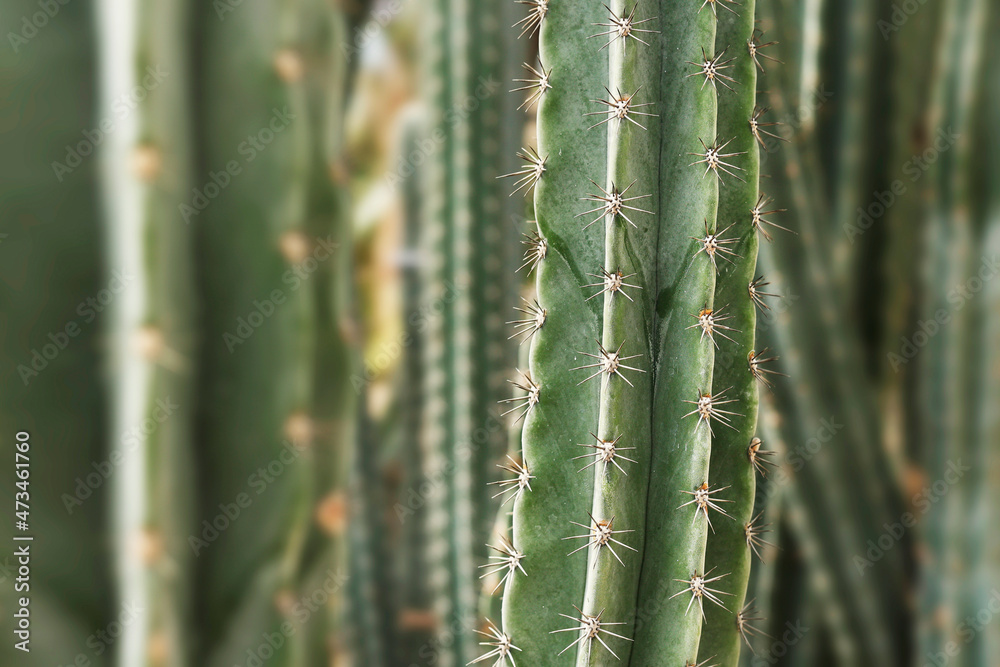 close up of green cactus in a mexican desert	