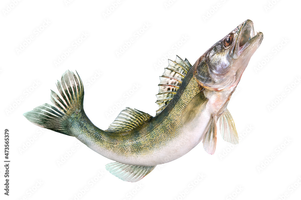 Pike perch river fish on white background