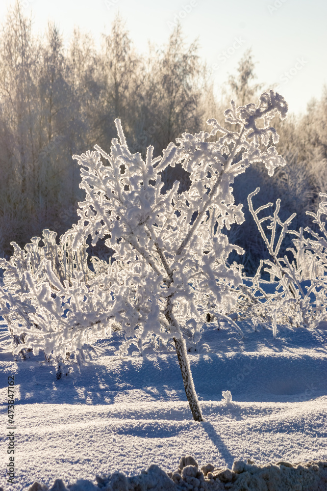 白雪覆盖的树木