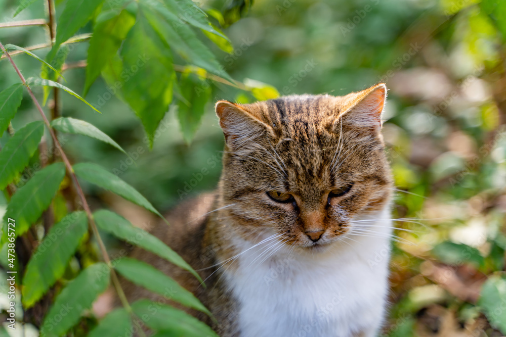 毛茸茸的小猫看着远方，在阳光下放松。美丽的家畜。猫在玩游戏