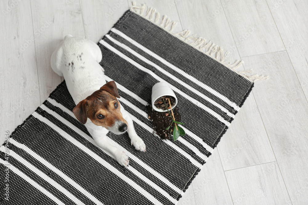 Naughty dog near overturned houseplant on carpet