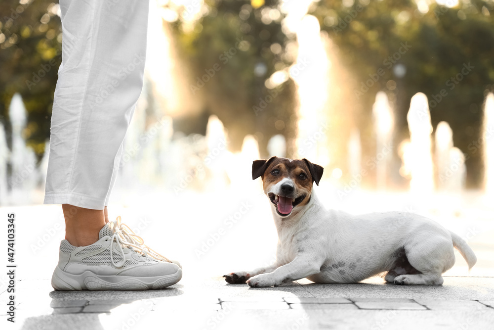 Cute Jack Russel terrier with owner near fountain outdoors