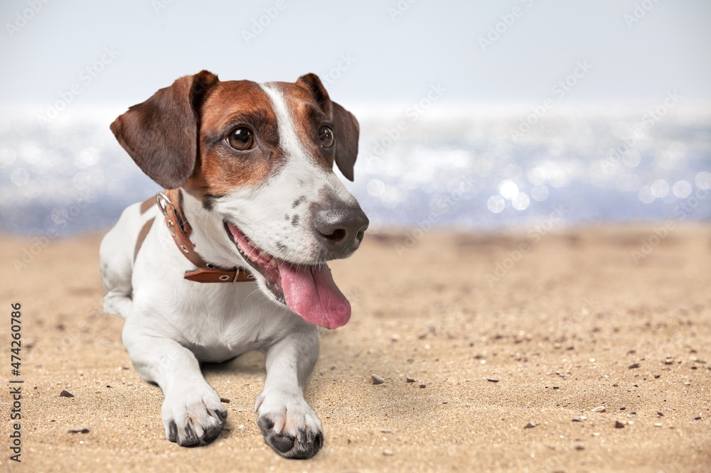 Happy puppy running on the beach. Crazy dog having fun. Funny animal pet