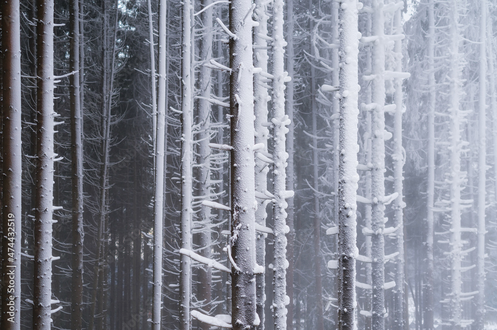 冬季森林。自然背景。冬季森林中的雾。雪下的森林。暴风雪。