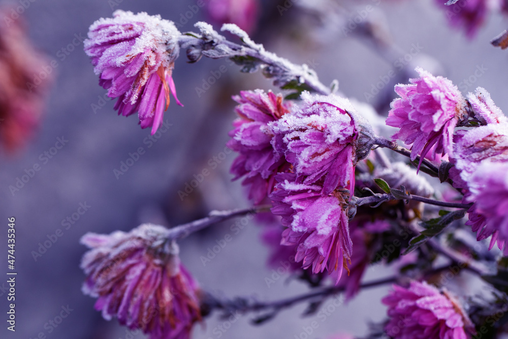 冰冻的紫色菊花被冰雪覆盖。