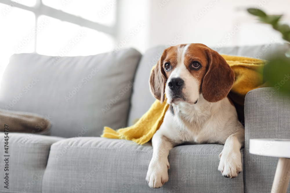 可爱的比格犬在秋天的一天在家里戴着温暖的围巾