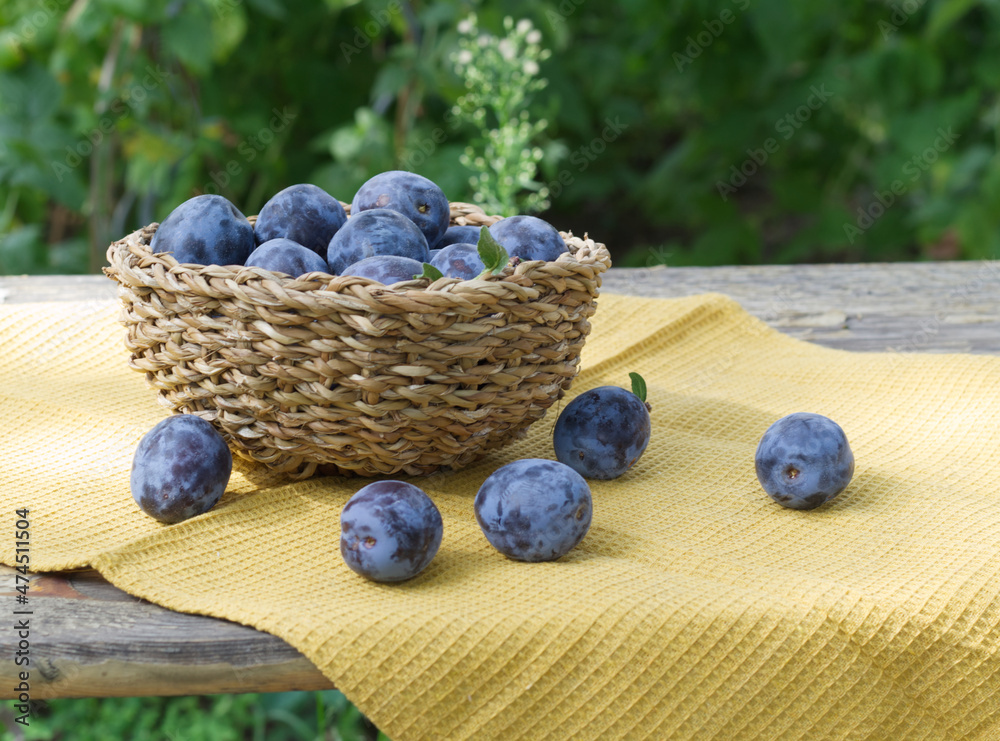 Wooden basket of garden plums on a wooden table with a tablecloth. Fruits concept.