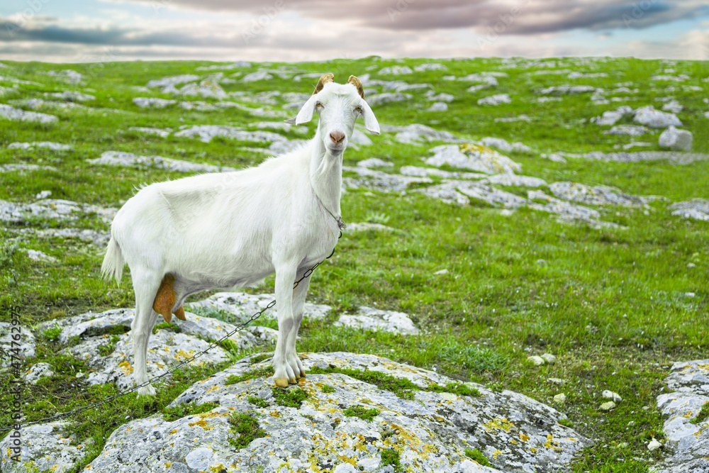 Cute white goats on family farm on the green grass