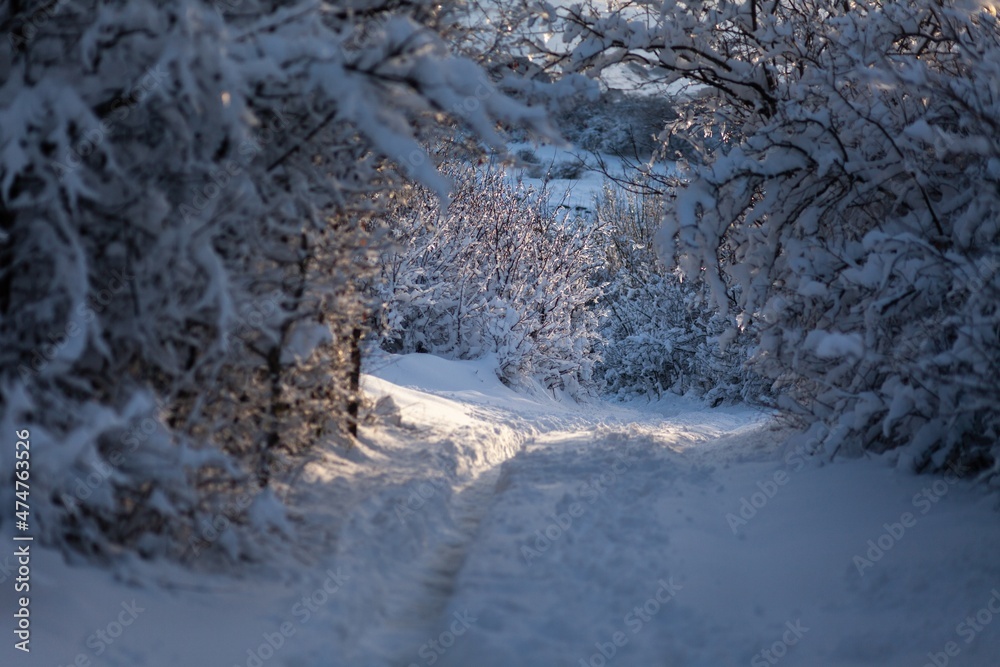 Winter frost trees in the snowdrifts