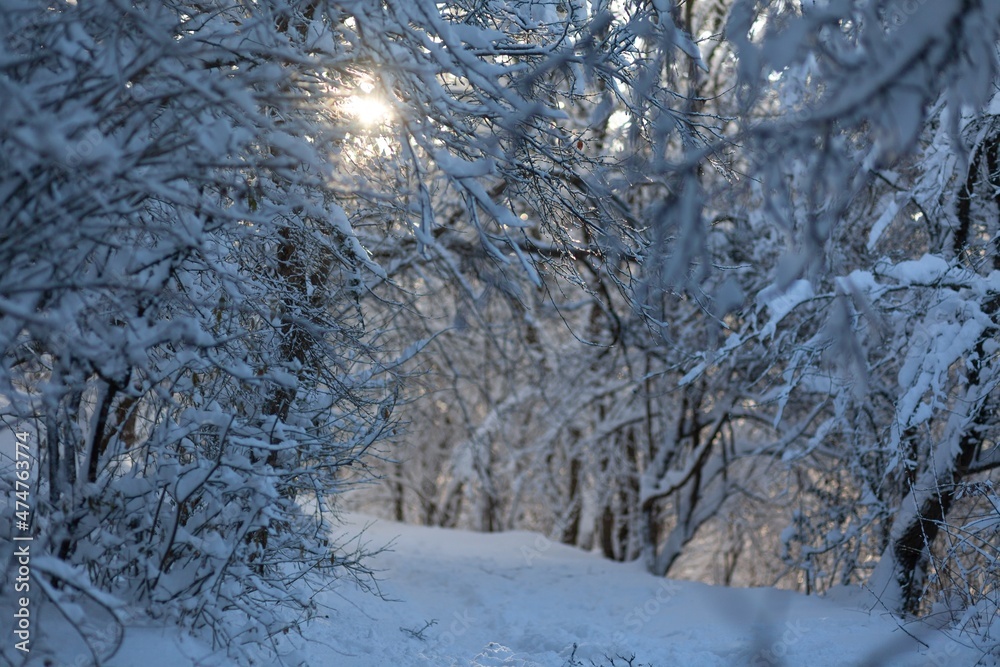 Winter frost trees in the snowdrifts