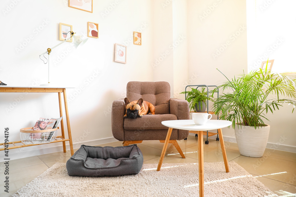 Cute French bulldog on armchair at home