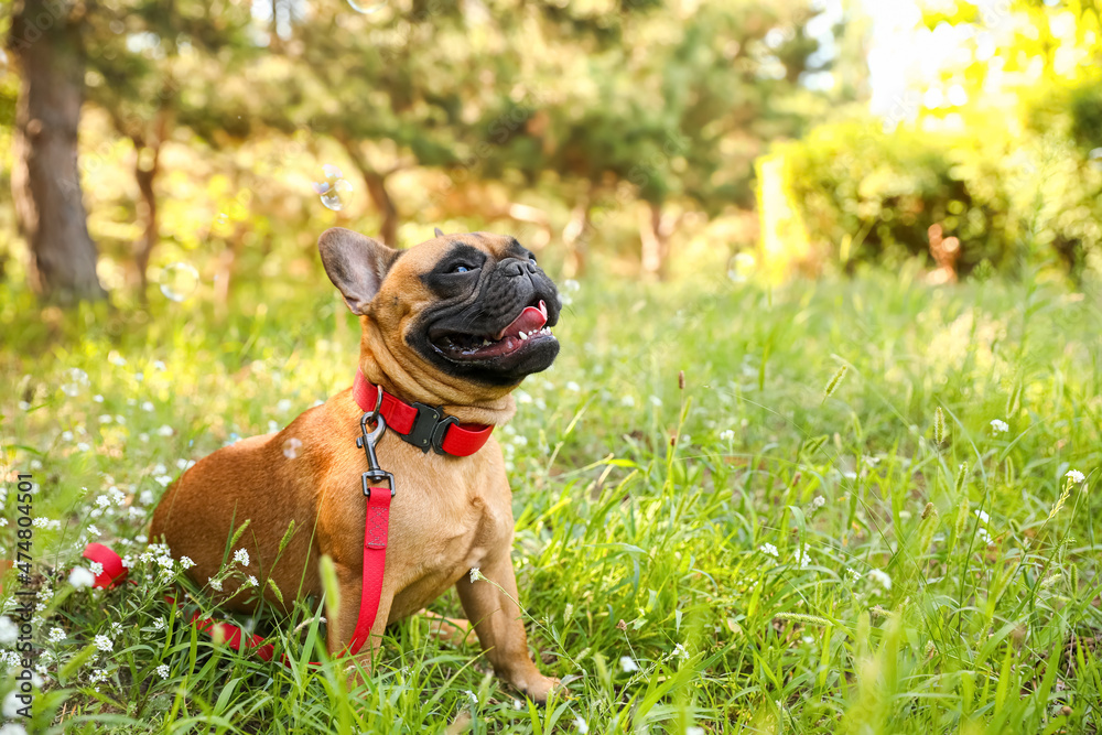 可爱的法国斗牛犬在公园散步