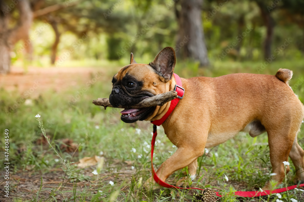 可爱的法国斗牛犬在公园里玩棍子