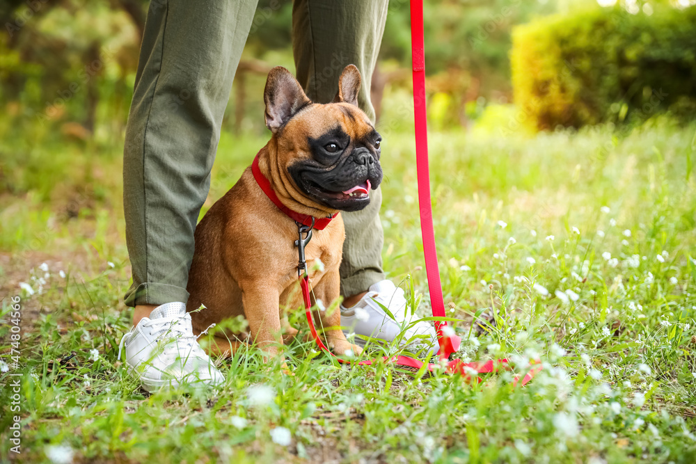 可爱的法国斗牛犬和主人在公园里