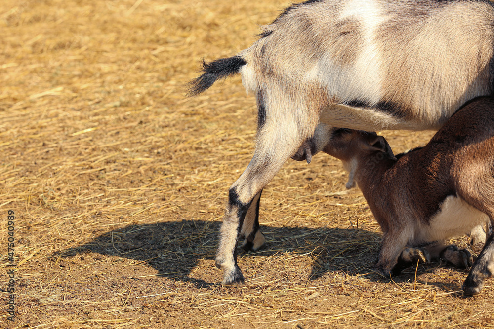 Goat feeding its baby on farm