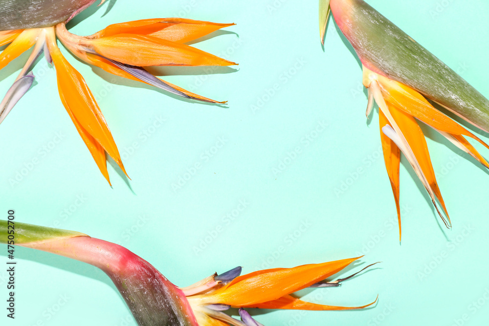 Beautiful bird of paradise flowers on color background, closeup