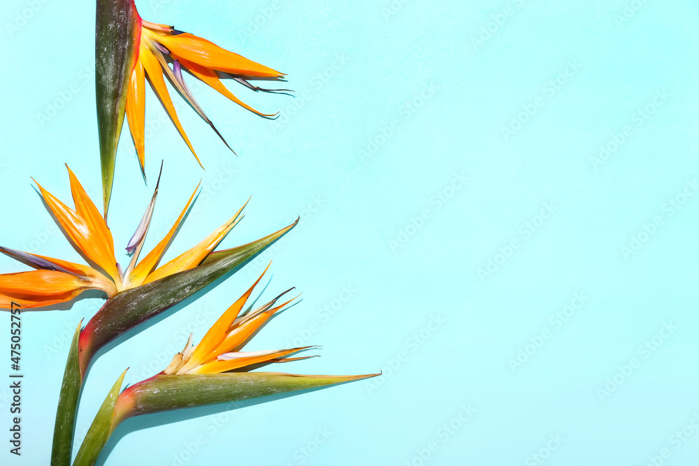 Bird of paradise flowers on color background, closeup